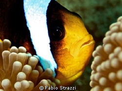 Panasonic GF1, Macro Leica 45mm, 10bar housing, YS120 by Fabio Strazzi 